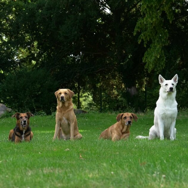 Sechs verschieden große Hunde sitzen in einer Reihe 
