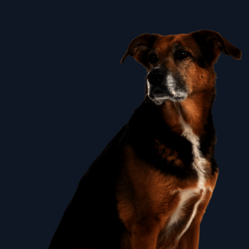 Sitzender Hund mit braun-schwarzem Fell blickt zur Seite