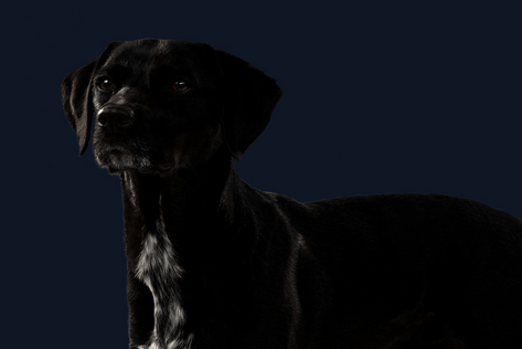 Stehender Hund mit schwarzem Fell schaut neutral an der Kamera vorbei