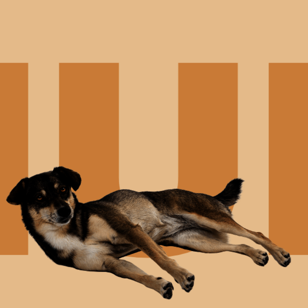 Banner mit dem Schriftzug Hundeschule und diversen Hunden
