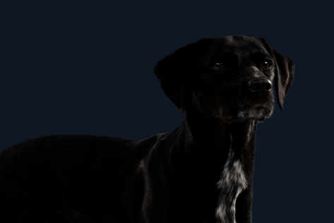 Stehender Hund mit schwarzem Fell schaut neutral zur Seite