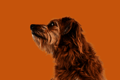Sitzender Hund mit hellbraunem Fell schaut interessiert zur Seite