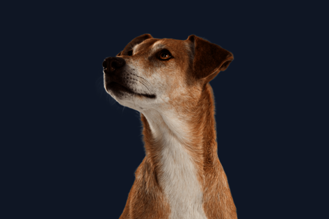Sitzender Hund mit hellbraunem Fell blickt neugierig zur Seite