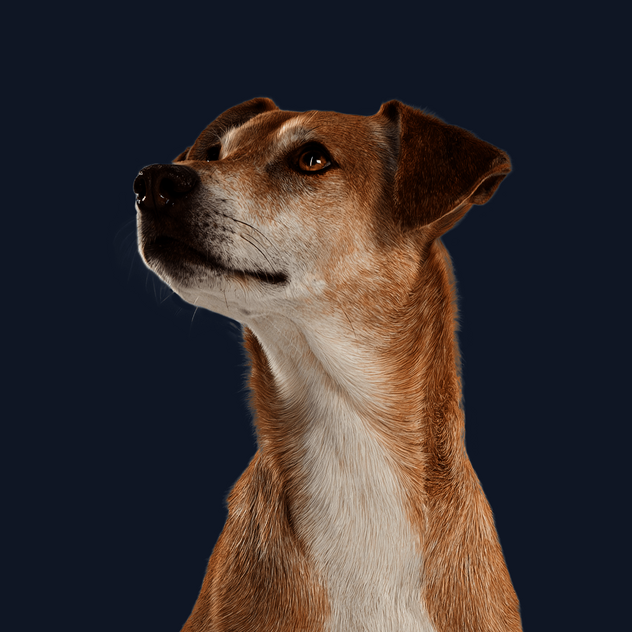 Sitzender Hund mit hellbraunem Fell blickt neugierig zur Seite