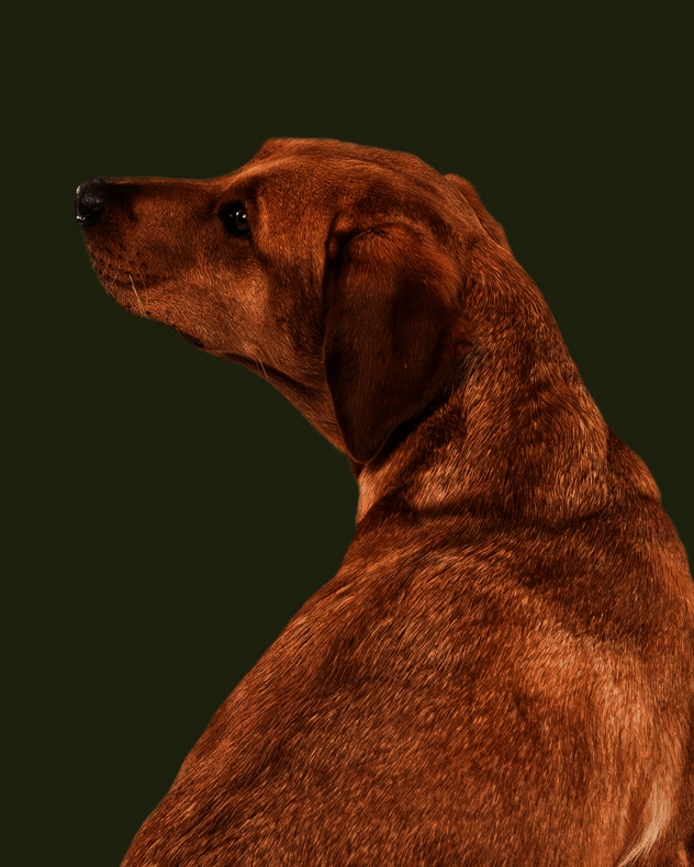 Sitzender Hund mit hellbraunem Fell dreht sich zur linken Seite