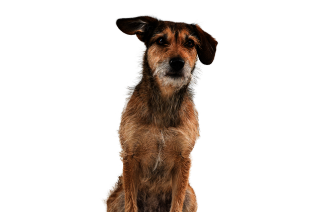 Frontal sitzender Hund mit hellbraunem Fell, der verträumt schaut