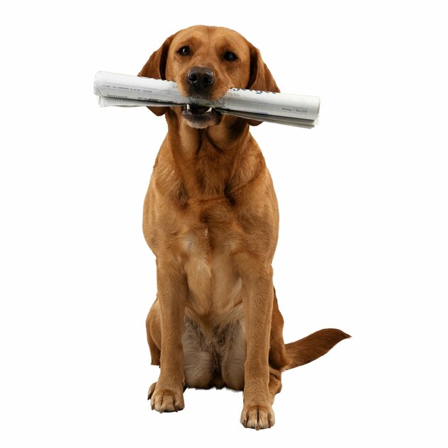 Hund mit Zeitung im Maul